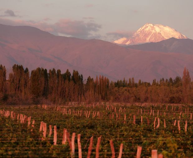 Cabernet Sauvignon Reserva, Alta-Yari