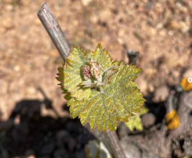 Verdejo DO Rueda, Sotoverde