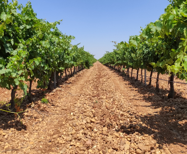 Verdejo DO Rueda, Sotoverde