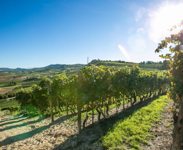 Gavi DOCG, Antico Monastero