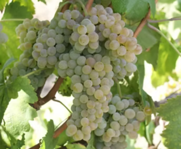 Herdade do Portocarro Branco