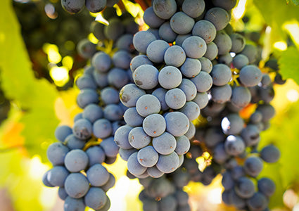 Merlot Cabernet Equilibre IGP Côtes de Thongue, Domaine de l’Arjolle