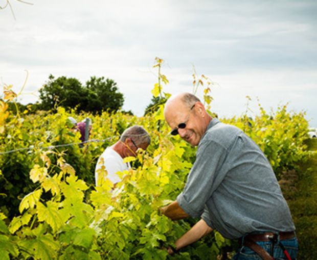 Viognier Sauvignon Equilibre IGP Côtes de Thongue, Domaine de l’Arjolle