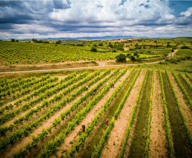 Viognier Sauvignon Equilibre IGP Côtes de Thongue, Domaine de l’Arjolle