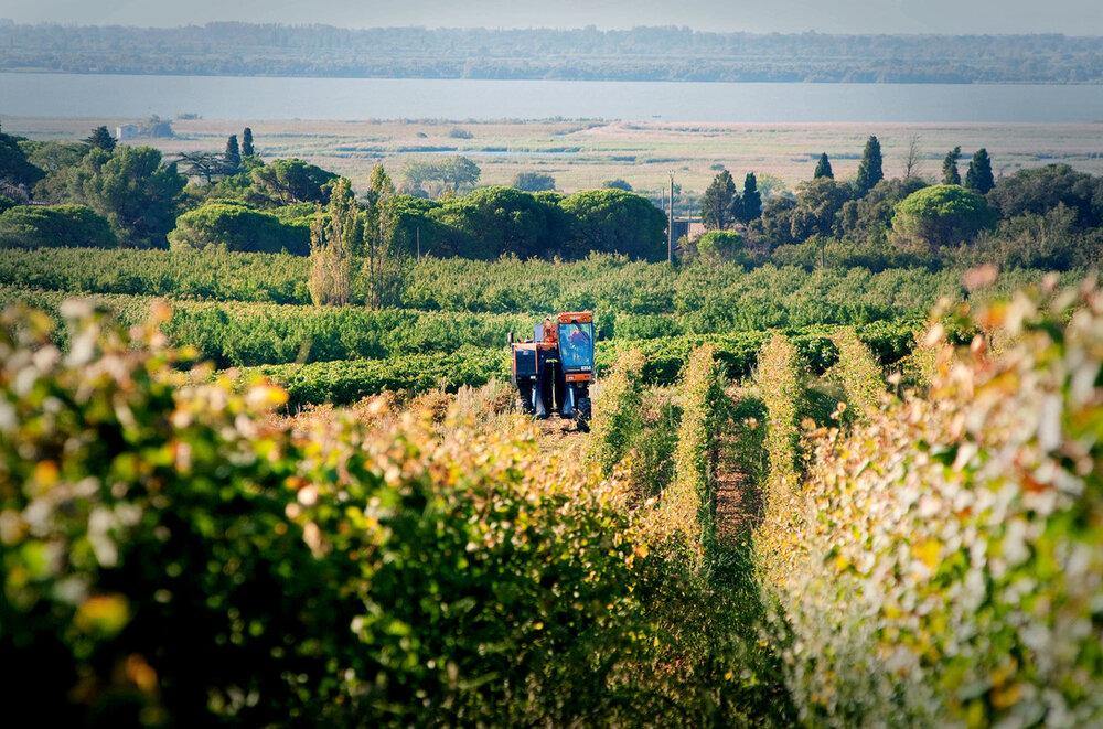Costières de Nîmes AOP Les Hauts de Coste-Rives Rosé, Château Saint-Bénézet