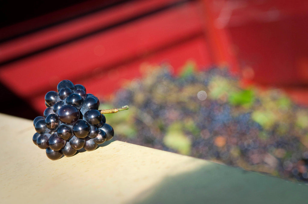 Costières de Nîmes AOP Les Hauts de Coste-Rives Rosé, Château Saint-Bénézet