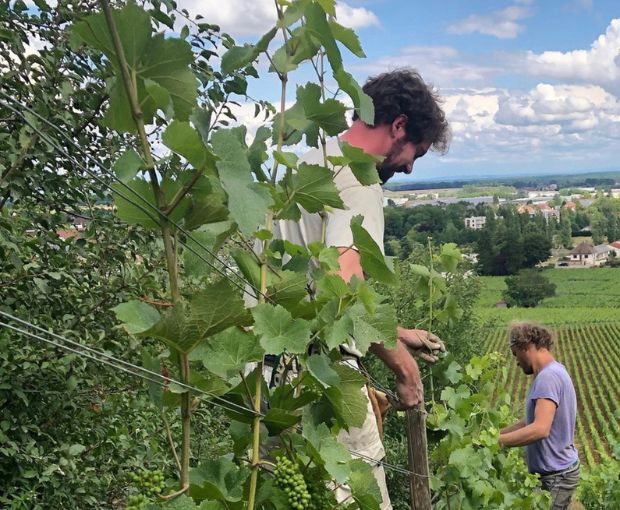 Nuits-Saint-Georges AOC Les Terrasses des Vallerots 2018, Bertrand et Axelle Machard de Gramont