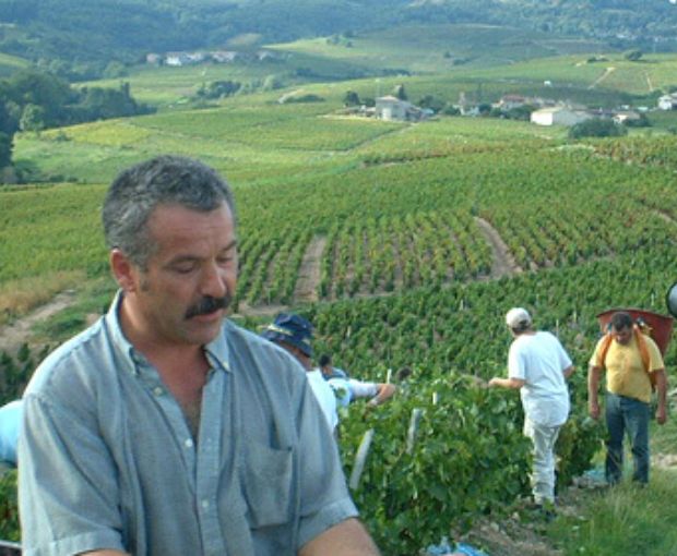 Beaujolais AOP Les Seves Cuvée IIIB , Renaud Bodillard