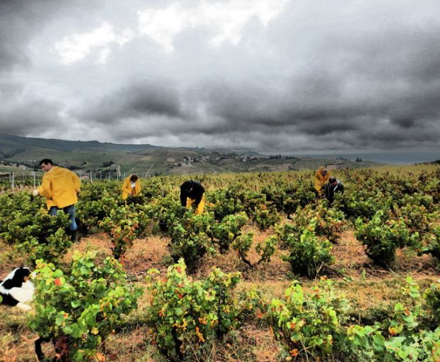 Beaujolais AOP Les Seves Cuvée IIIB , Renaud Bodillard