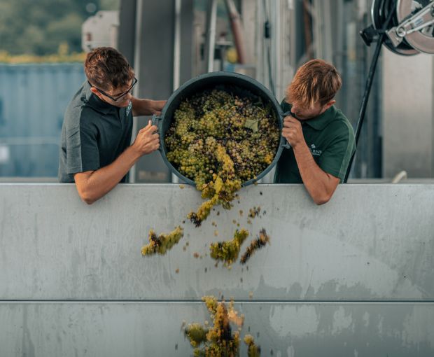 Pinot Grigio Blush delle Venezie DOC, Podere Dei Sogni
