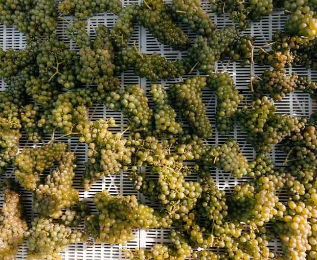 Pinot Grigio Blush delle Venezie DOC, Podere Dei Sogni