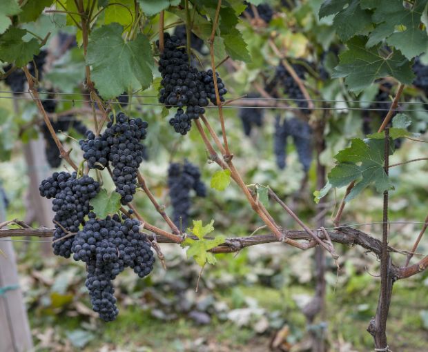 Merlot Trevenezie IGT, Podere Dei Sogni