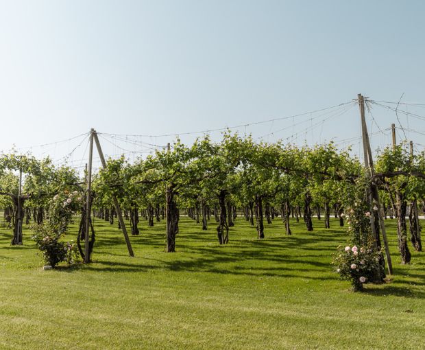 Pinot Grigio Blush delle Venezie DOC, Podere Dei Sogni