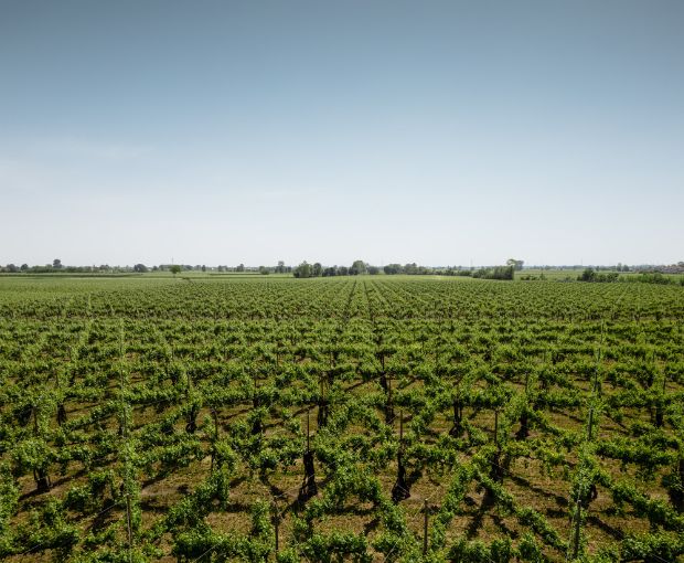 Merlot Trevenezie IGT, Podere Dei Sogni