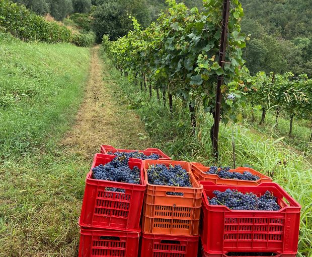 Franciacorta DOCG Brut Rosé, Castelveder