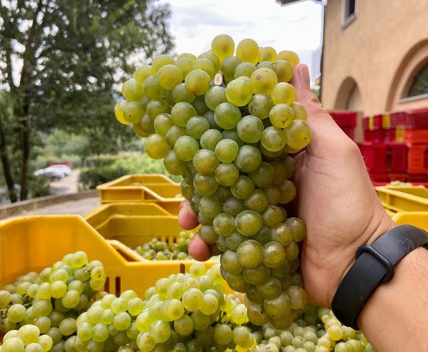 Franciacorta DOCG Brut, Castelveder