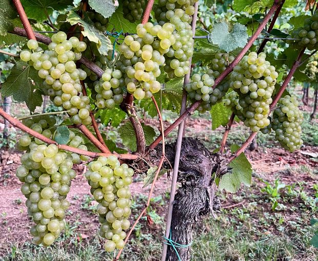 Franciacorta DOCG Brut, Castelveder