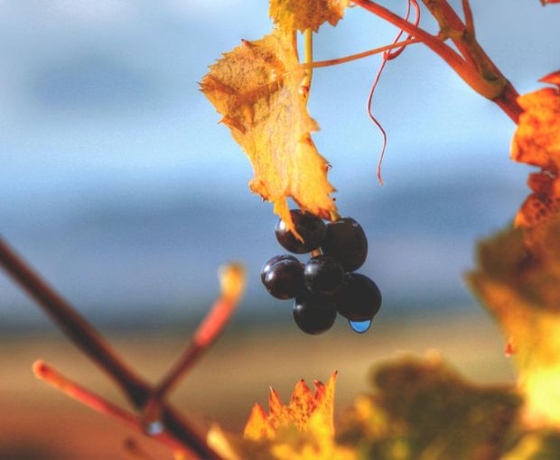 Champagne Françoise Monay Rosé Brut