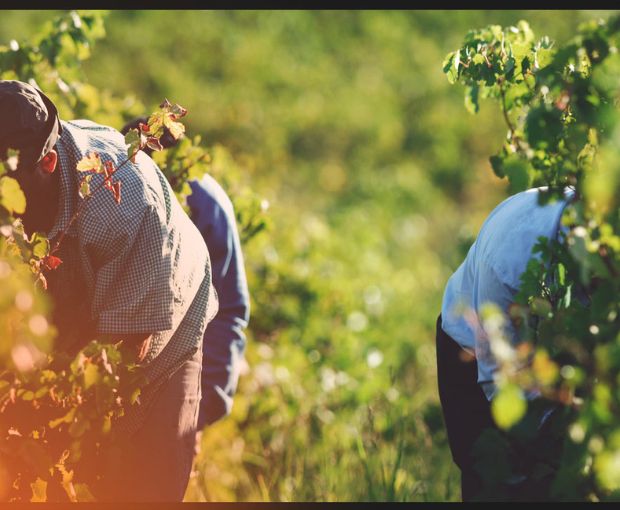 Champagne Françoise Monay Rosé Brut