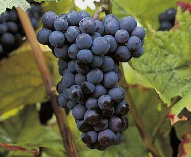 HALF Champagne Françoise Monay Brut