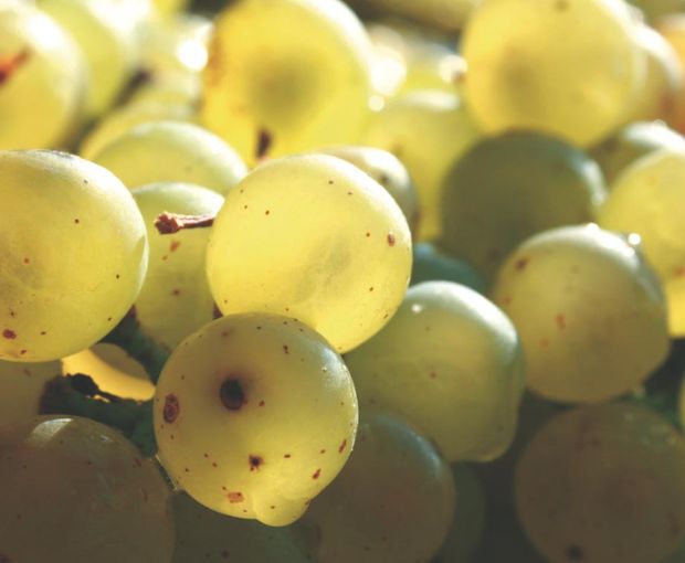 Champagne Nicolas Gueusquin 1er Cru Blanc de Blancs