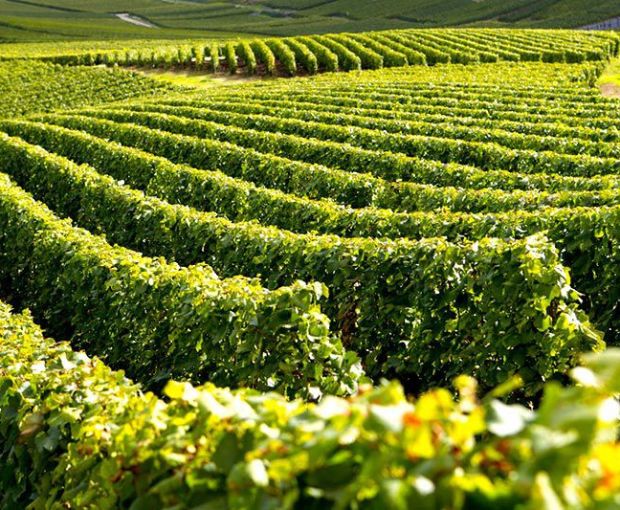 MAGNUM Champagne Tradition Brut Nicolas Gueusquin