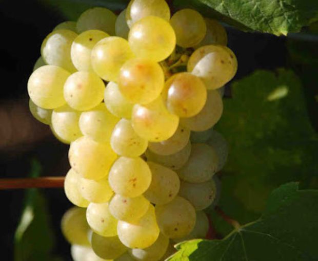 MAGNUM Champagne Tradition Brut Nicolas Gueusquin