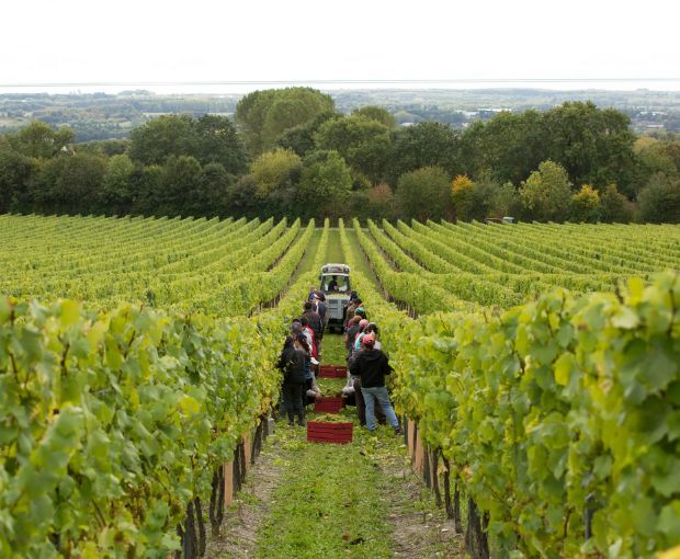 Chapel Down Vintage Reserve Brut 2021