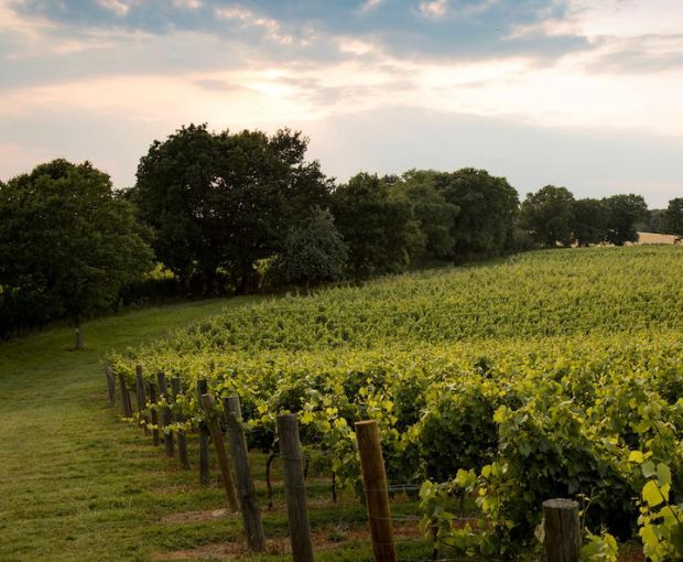 Chapel Down Vintage Reserve Brut 2021