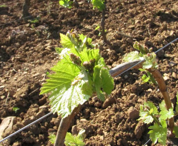 Pouilly-Fuissé AOP 1er Cru En Servy 2022, Denis Bouchacourt