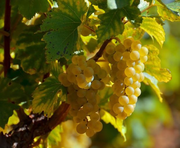 Pouilly-Fuissé AOP 1er Cru En Servy 2022, Denis Bouchacourt