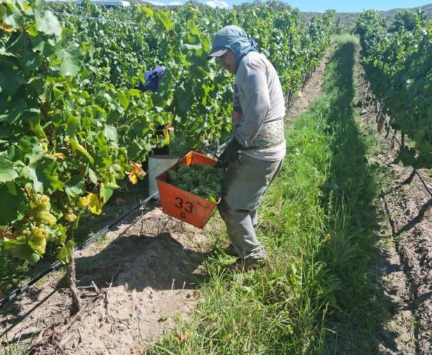 Chardonnay Reservado, Fabre Montmayou