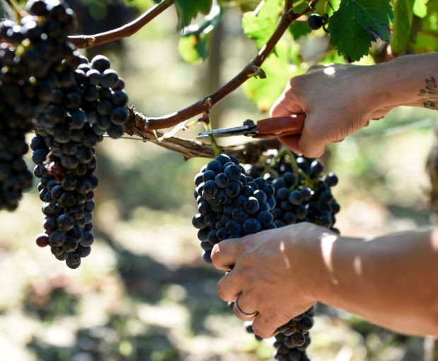 Lalande de Pomerol AOC 2019, Château Pavillon Beauregard