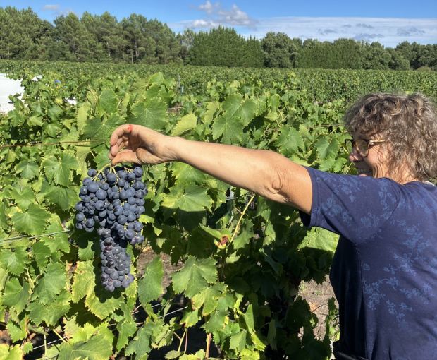 Bordeaux AOC, Château La Croix du Grand Jard