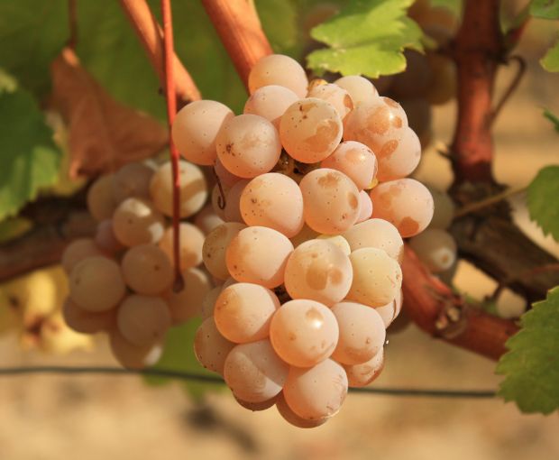 Bordeaux AOC Blanc, Château La Croix du Grand Jard