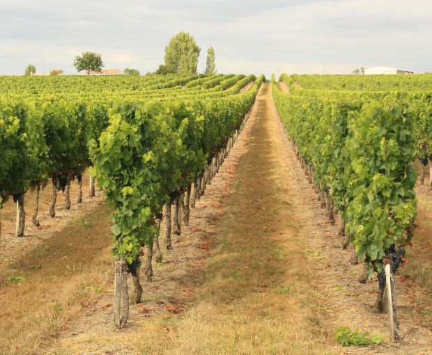 Bordeaux AOC Blanc, Château La Croix du Grand Jard