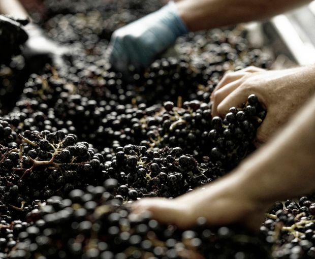 Saint-Estèphe AOC 2020, Les Hauts de Meyney