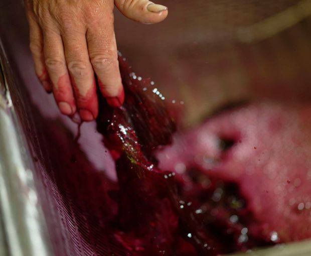 Saint-Estèphe AOC 2020, Les Hauts de Meyney