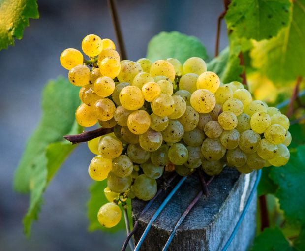 Le Retout Blanc VdF 2018, Château du Retout