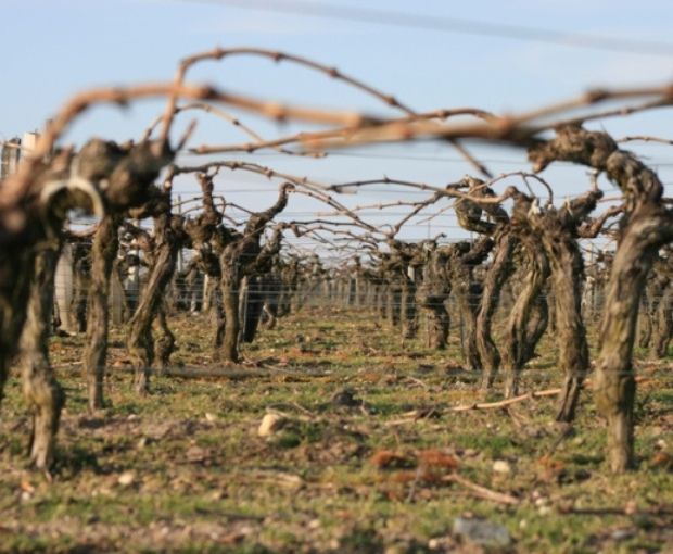 Le Retout Blanc VdF 2018, Château du Retout