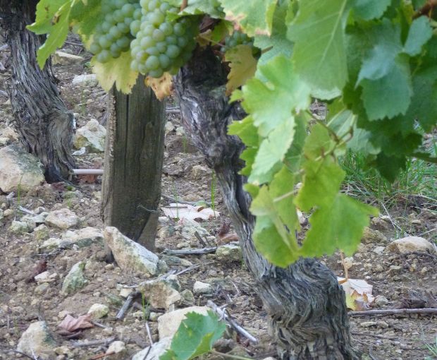 Pouilly Fume AOC Les Croqloups, Domaine Chauveau