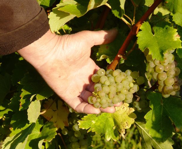 Pouilly Fume AOC Les Croqloups, Domaine Chauveau