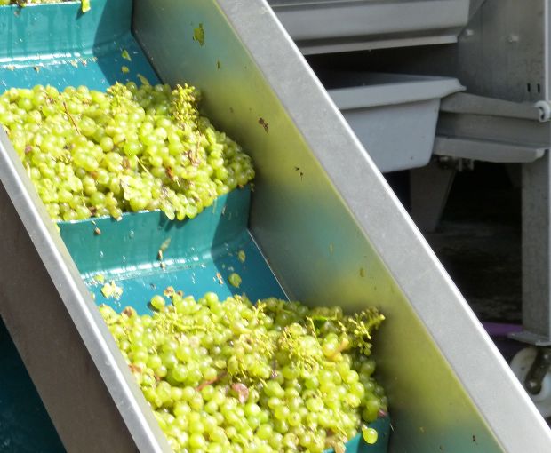 Pouilly Fume AOC Les Croqloups, Domaine Chauveau