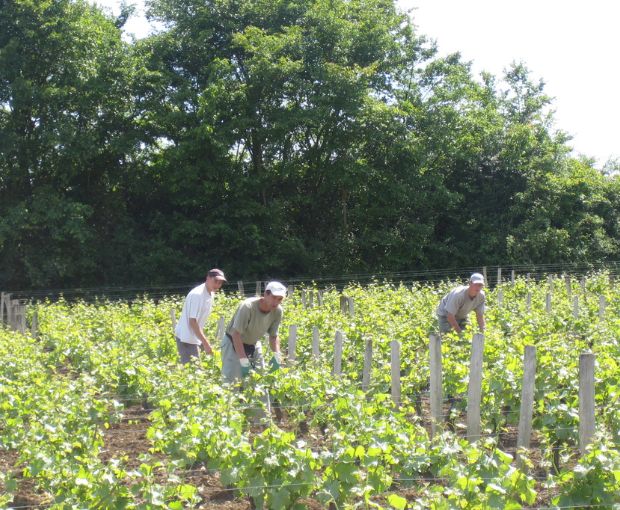 Pouilly Fume AOC Les Croqloups, Domaine Chauveau