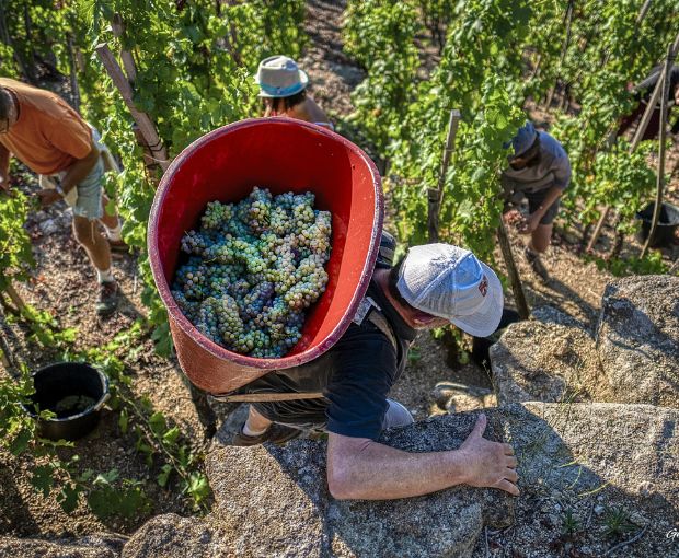 Saint-Joseph AOP 2020 Blanc, Domaine Christophe Pichon