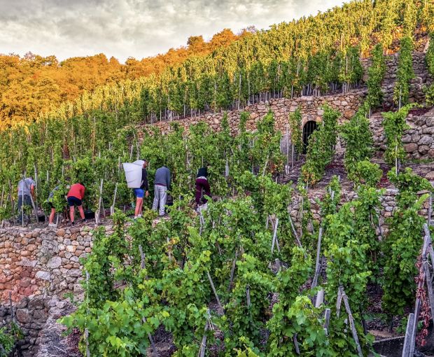 Saint-Joseph AOP 2020 Blanc, Domaine Christophe Pichon
