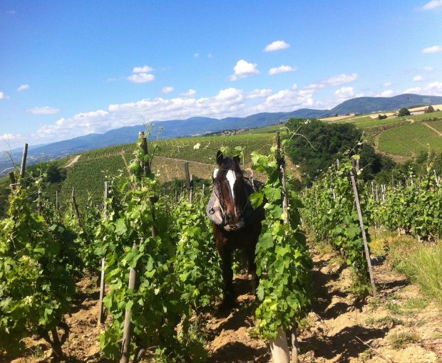 Saint-Joseph AOP 2020 Blanc, Domaine Christophe Pichon