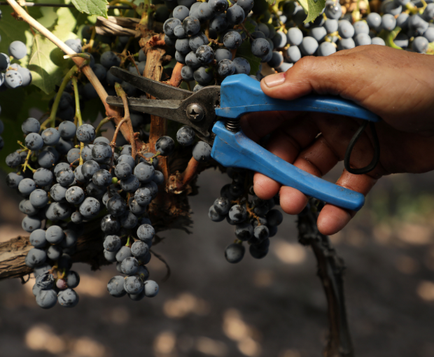 MAGNUM Malbec Pretty, Fabre Montmayou