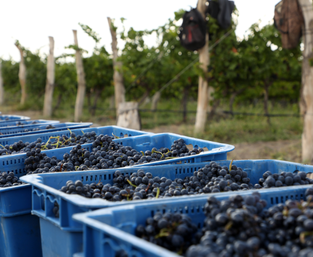 MAGNUM Malbec Pretty, Fabre Montmayou