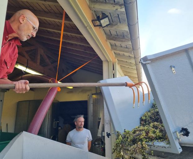 Mâcon-Solutré AOP Cardonus Rex 2020, Denis Bouchacourt